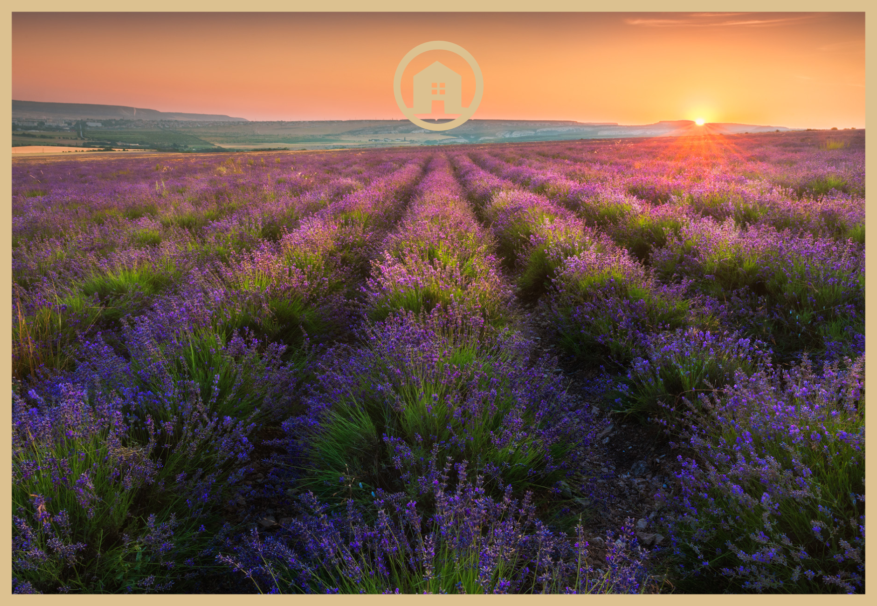 Самые красивые поля лаванды в Крыму